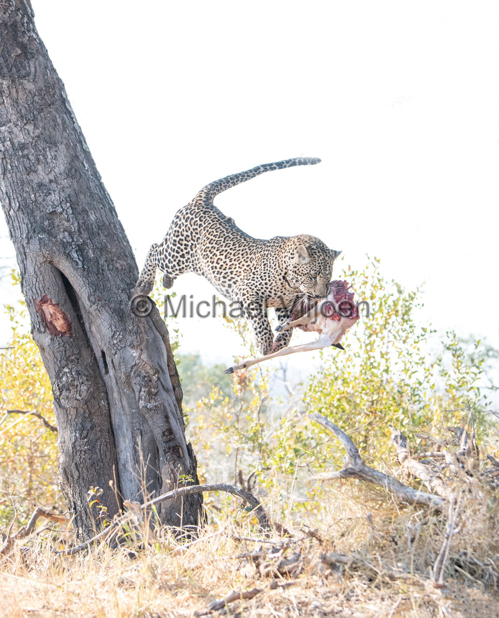 Leopard Photography